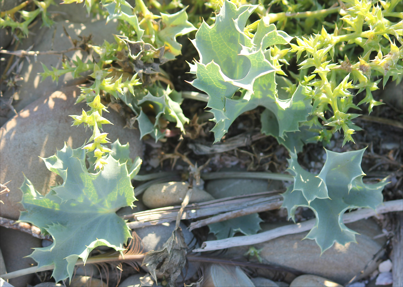 Image of Eryngium maritimum specimen.