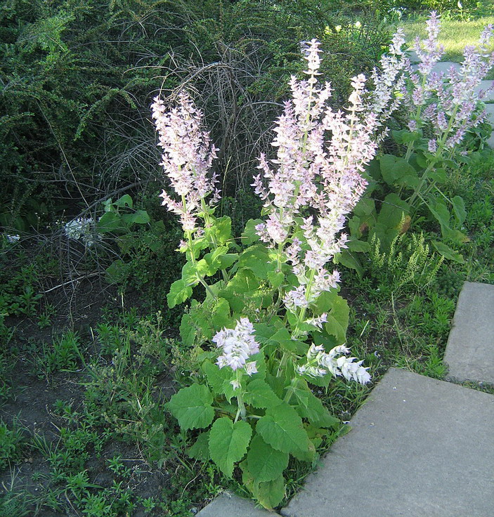 Image of Salvia sclarea specimen.