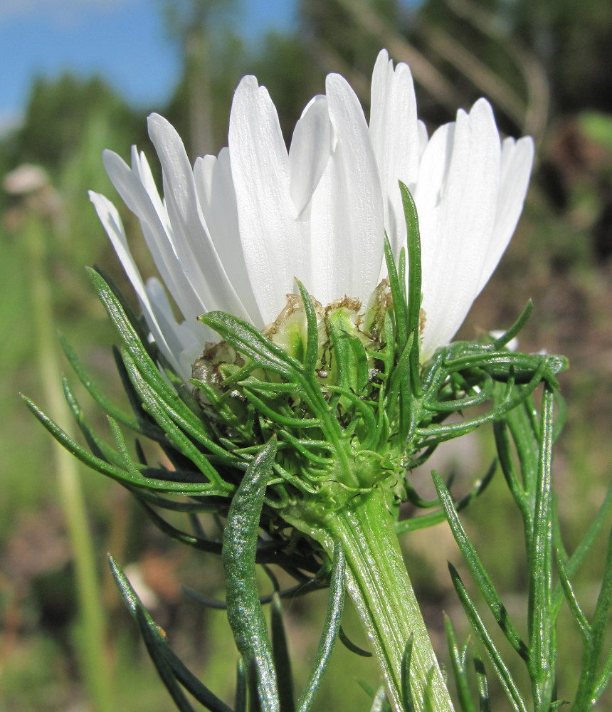 Image of Tripleurospermum inodorum specimen.