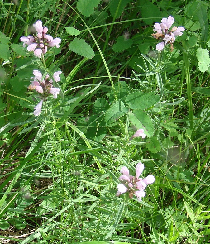 Image of Dracocephalum ruyschiana specimen.