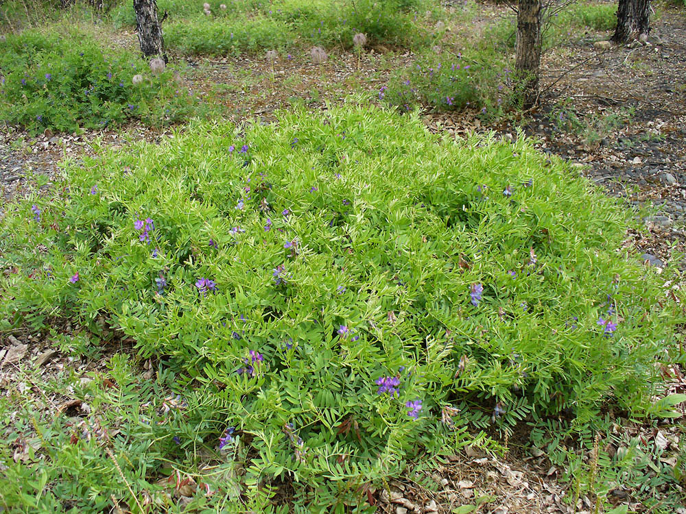 Image of Vicia macrantha specimen.