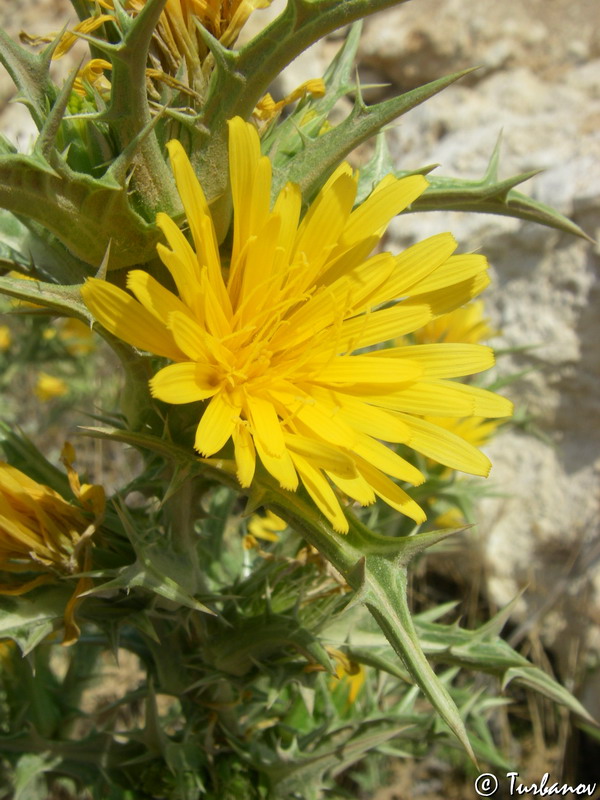 Изображение особи Scolymus hispanicus.