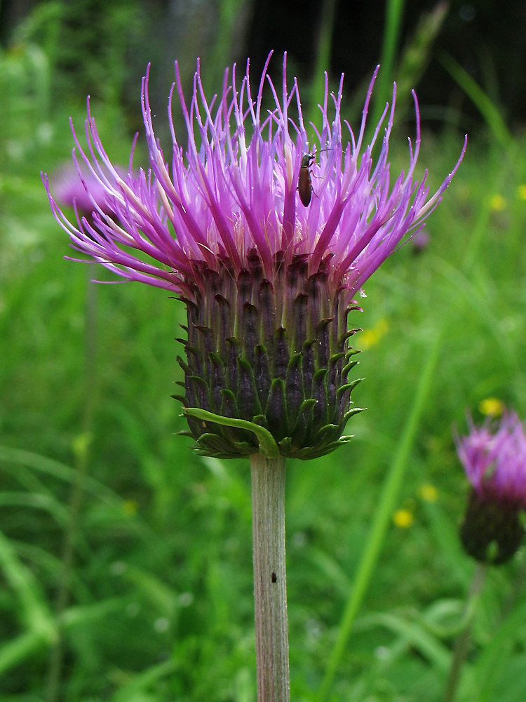 Изображение особи Cirsium heterophyllum.