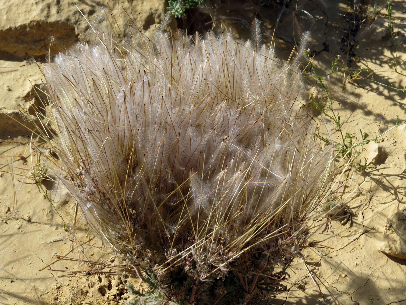 Image of Erodium crassifolium specimen.