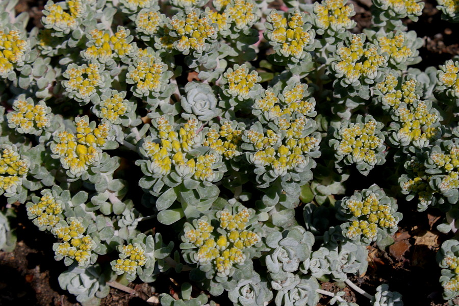 Image of Sedum spathulifolium specimen.