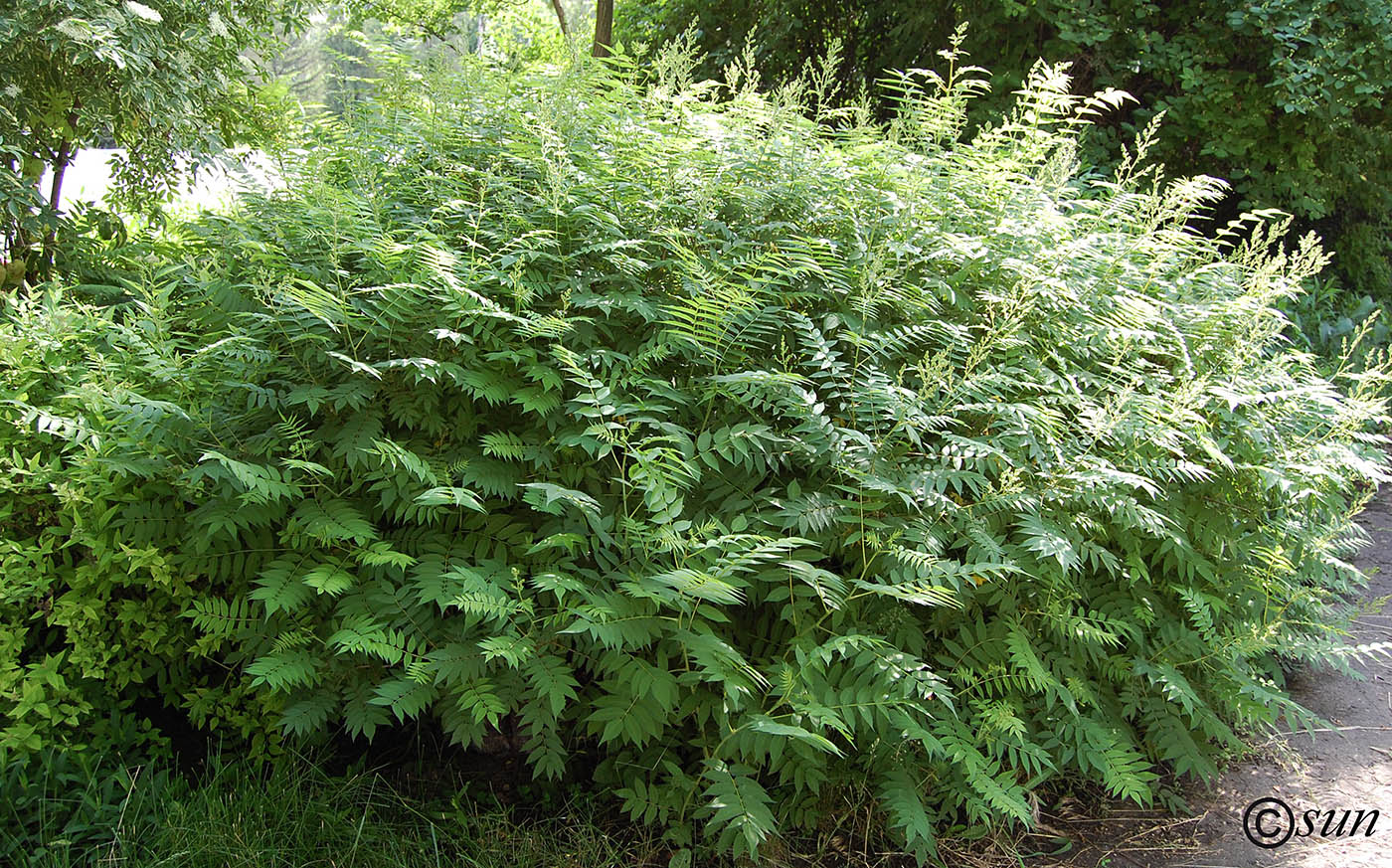 Image of Sorbaria sorbifolia specimen.