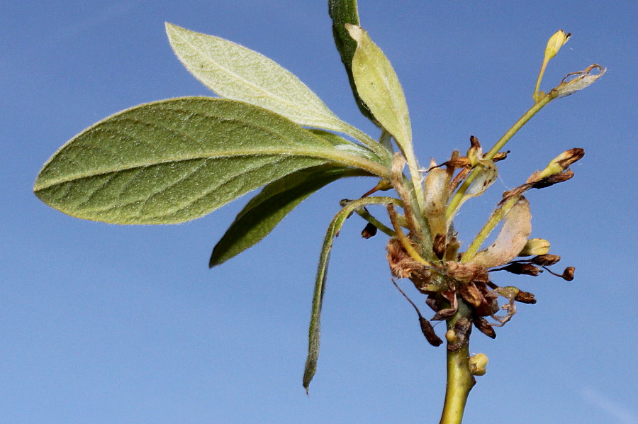 Изображение особи Sassafras albidum.