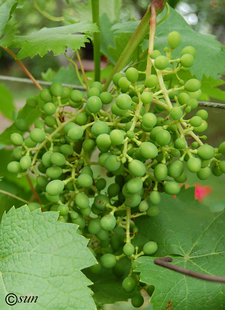 Image of Vitis vinifera specimen.