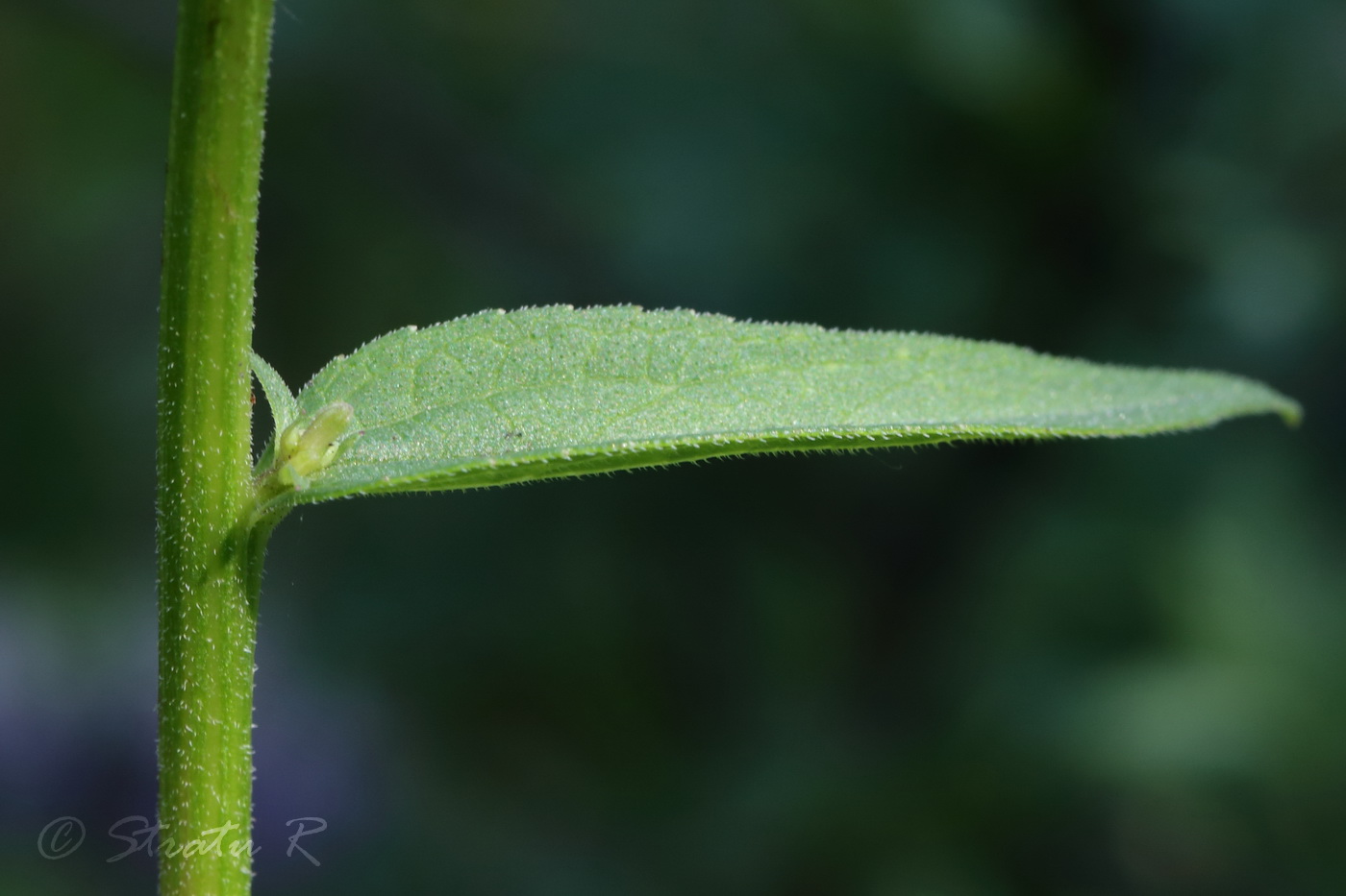 Image of Campanula rapunculoides specimen.