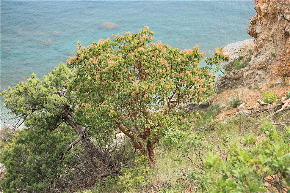 Image of Arbutus andrachne specimen.