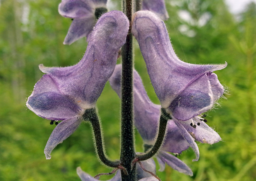 Изображение особи Aconitum septentrionale.