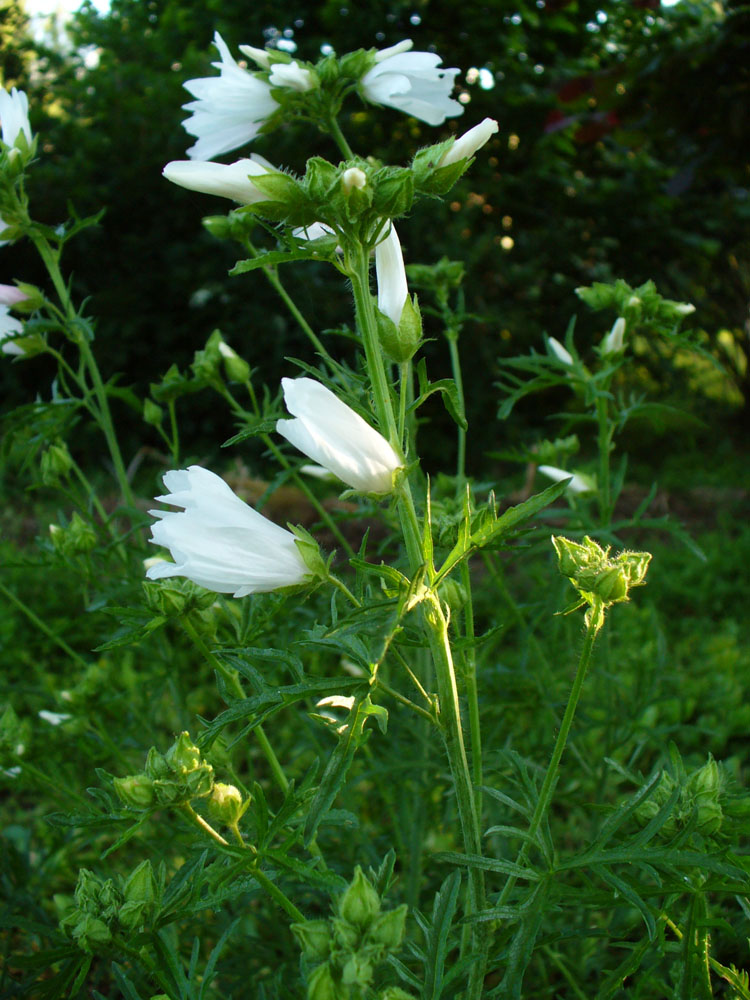 Изображение особи Malva moschata.