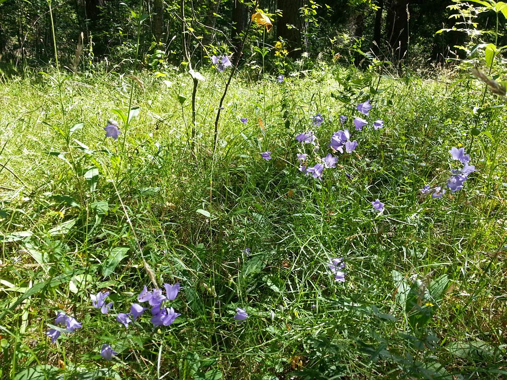 Image of Campanula rotundifolia specimen.