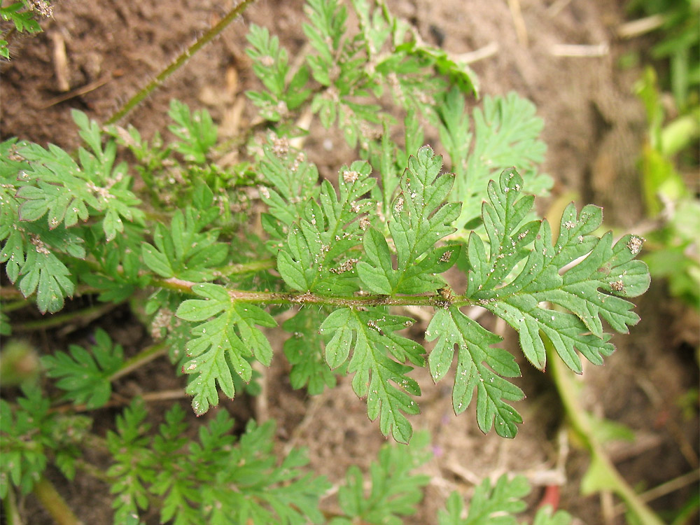 Изображение особи Erodium cicutarium.