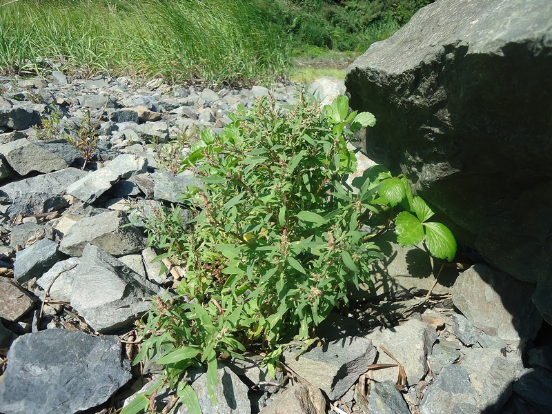 Image of Atriplex gmelinii specimen.