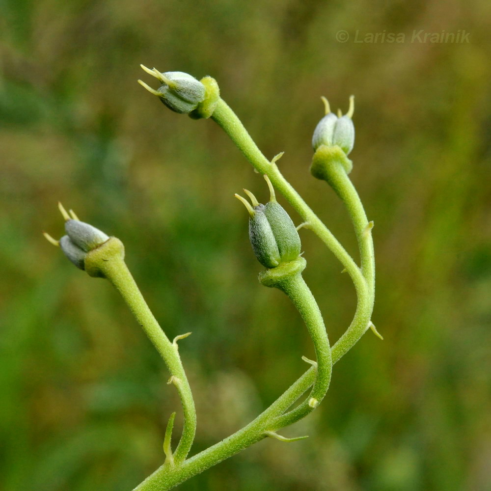 Image of Aconitum coreanum specimen.