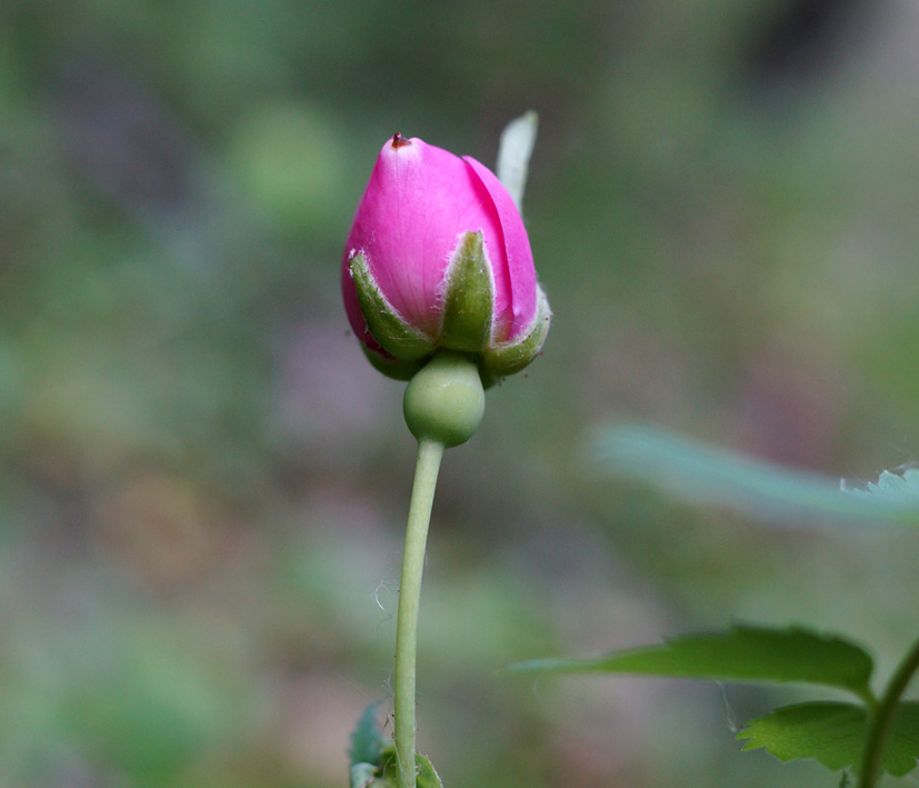 Image of Rosa davurica specimen.