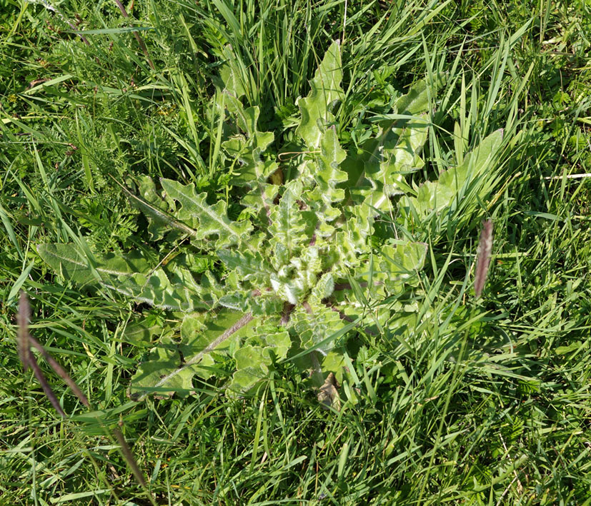 Image of Cirsium esculentum specimen.