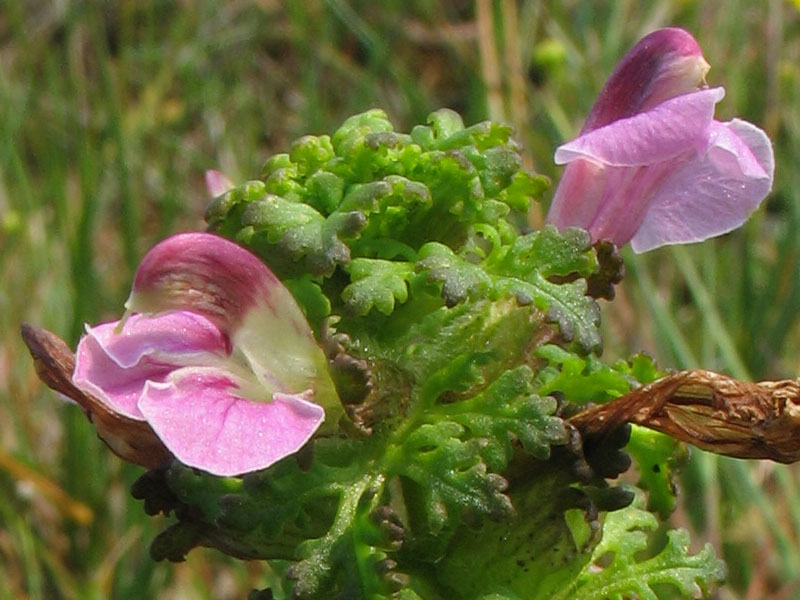 Изображение особи Pedicularis palustris.