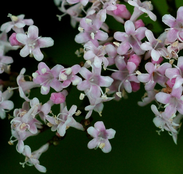 Image of Valeriana coreana specimen.