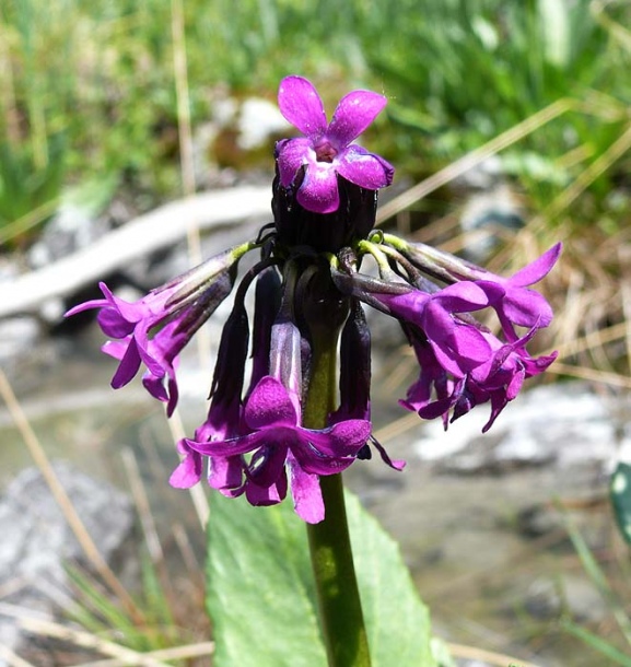 Изображение особи Primula nivalis.