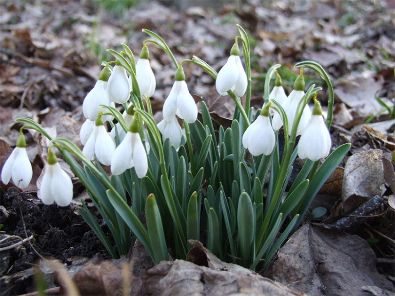 Изображение особи Galanthus alpinus.