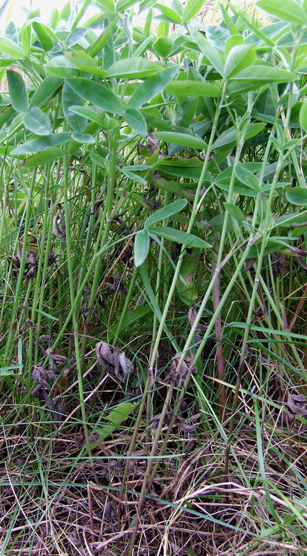 Image of Trifolium medium specimen.