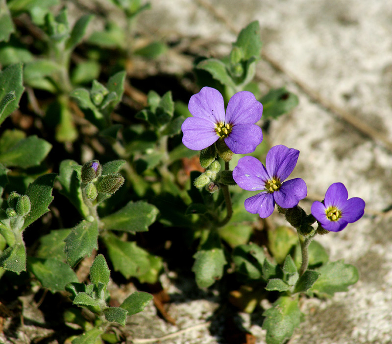 Изображение особи Aubrieta &times; cultorum.