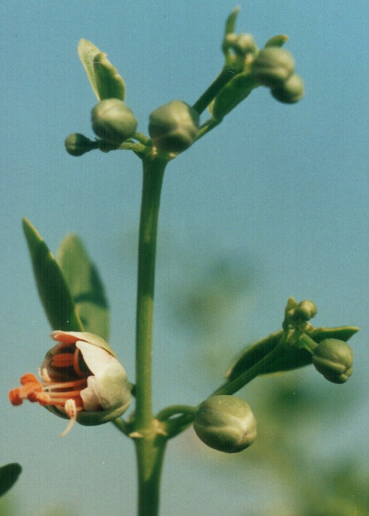 Изображение особи Zygophyllum fabago.