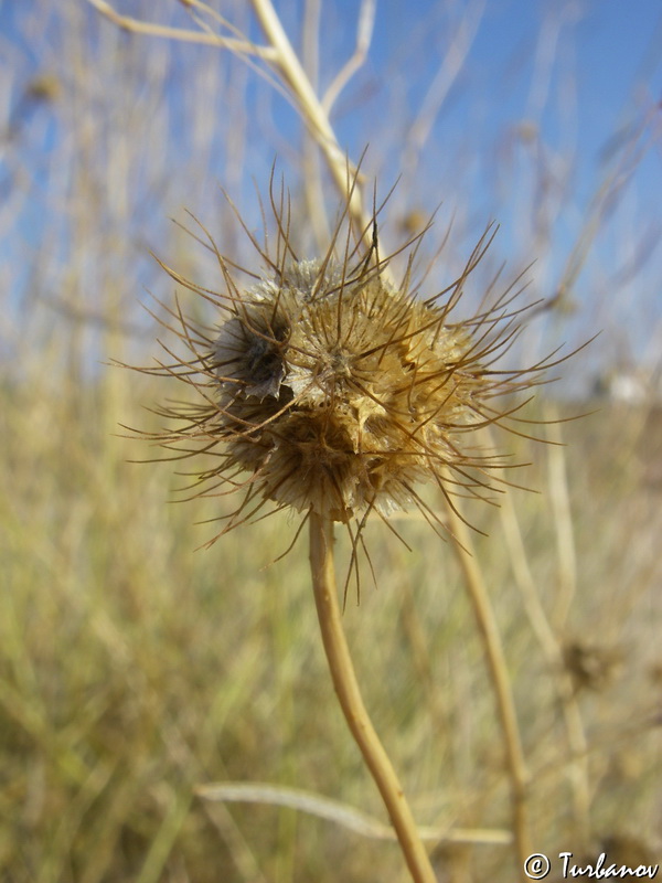 Image of Lomelosia argentea specimen.