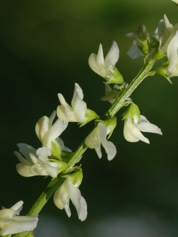 Image of Melilotus albus specimen.