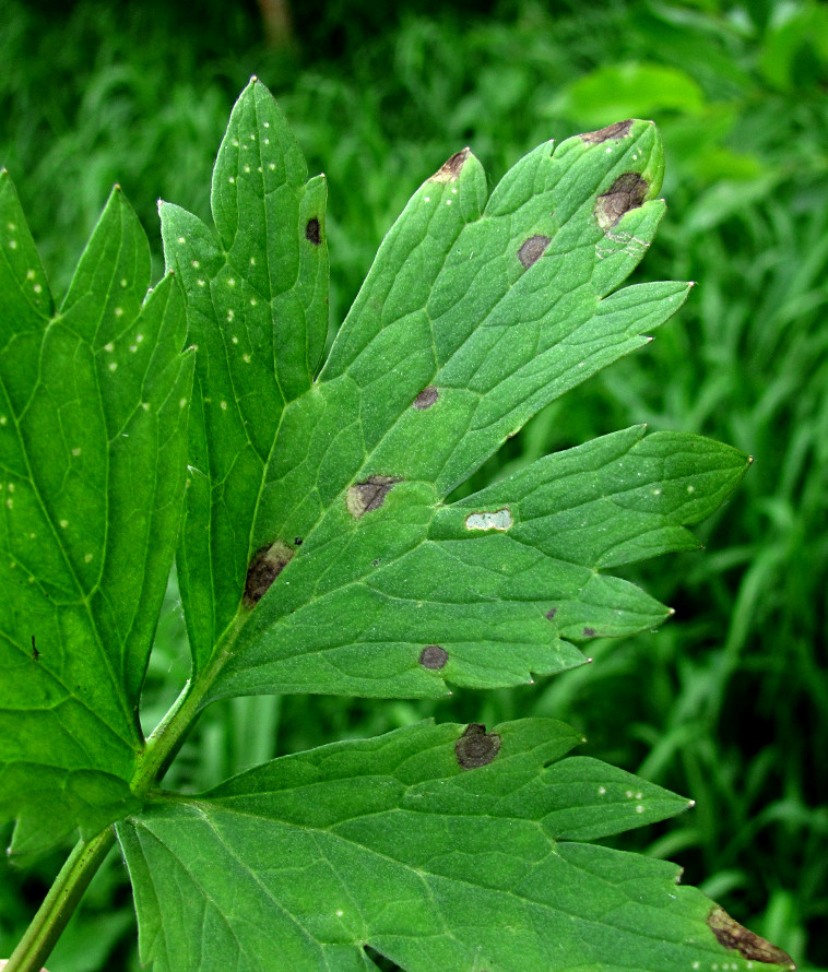 Image of Ranunculus repens specimen.