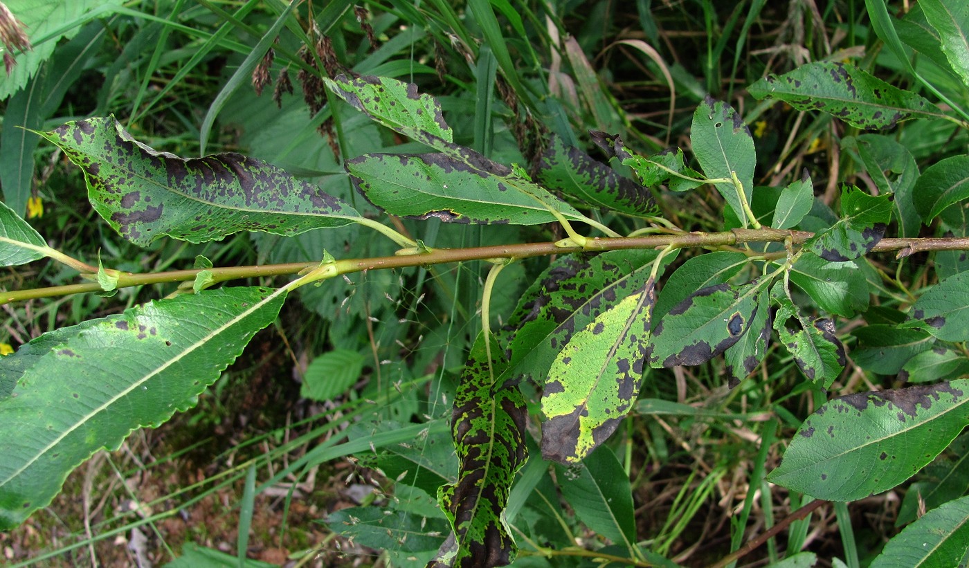 Image of Salix &times; tetrapla specimen.