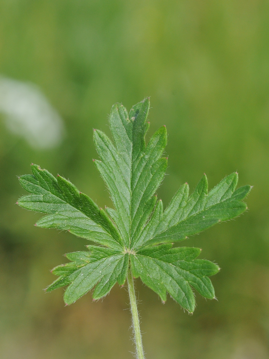 Изображение особи Potentilla argentea.