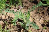 Astragalus camptoceras