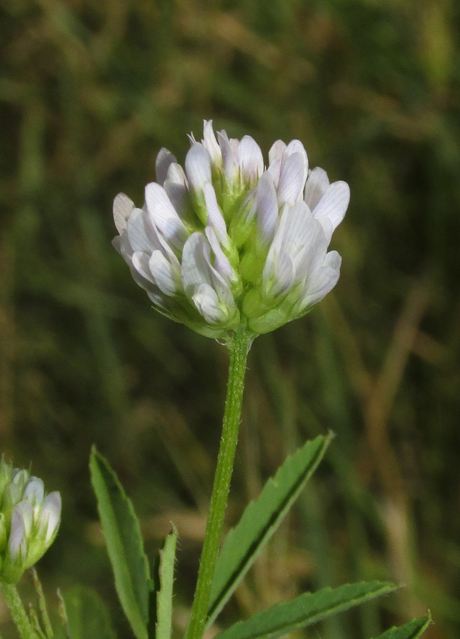 Изображение особи Trigonella procumbens.