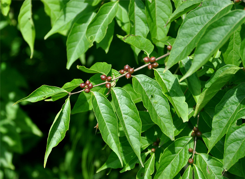 Изображение особи Lonicera maackii.