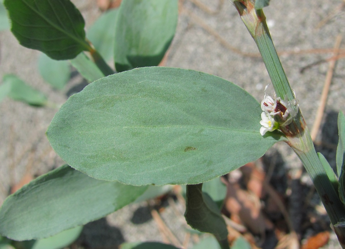 Изображение особи Polygonum maritimum.