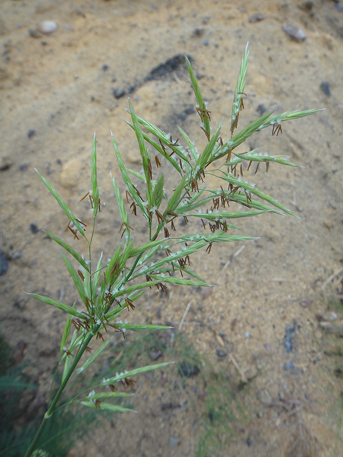 Изображение особи Bromopsis inermis.