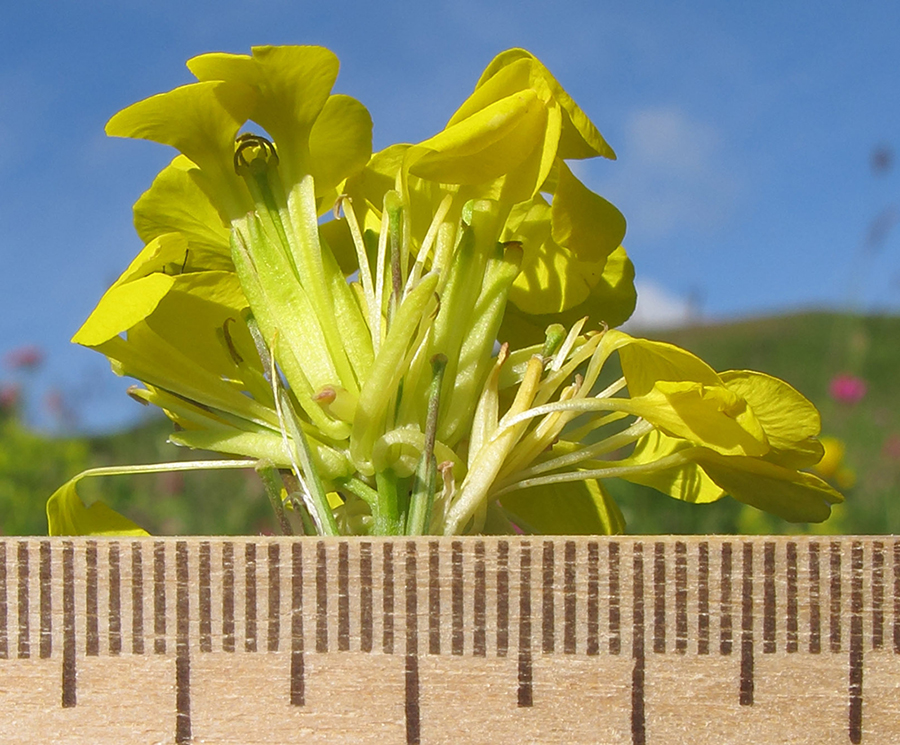 Image of Erysimum cuspidatum specimen.