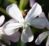 Saponaria officinalis