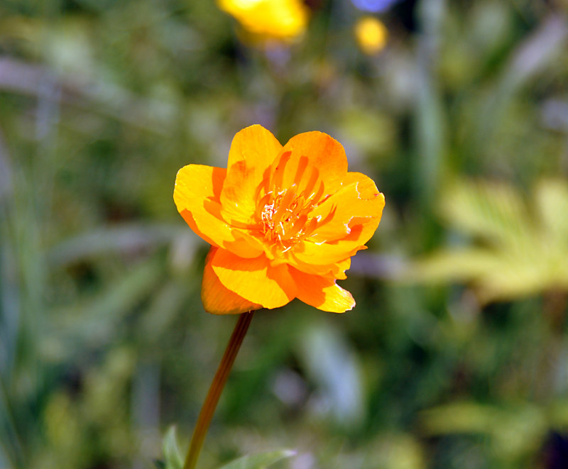 Image of Trollius asiaticus specimen.