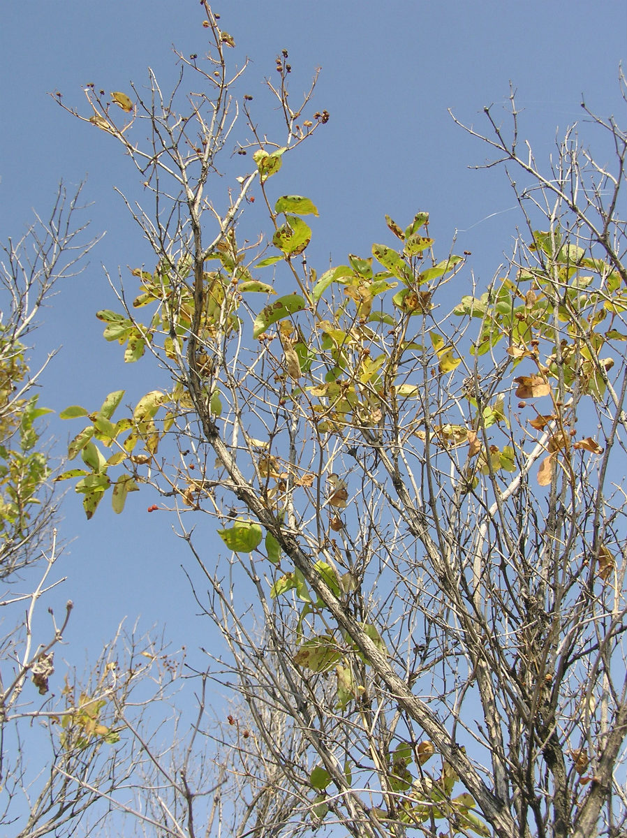 Image of Lonicera tatarica specimen.