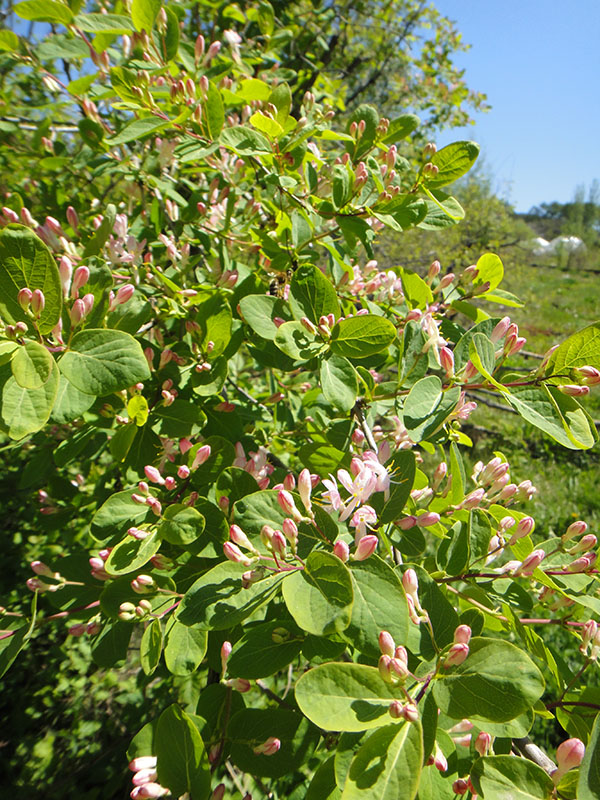 Image of Lonicera tatarica specimen.