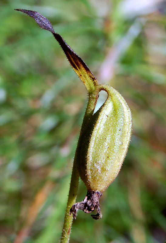 Image of Cypripedium guttatum specimen.