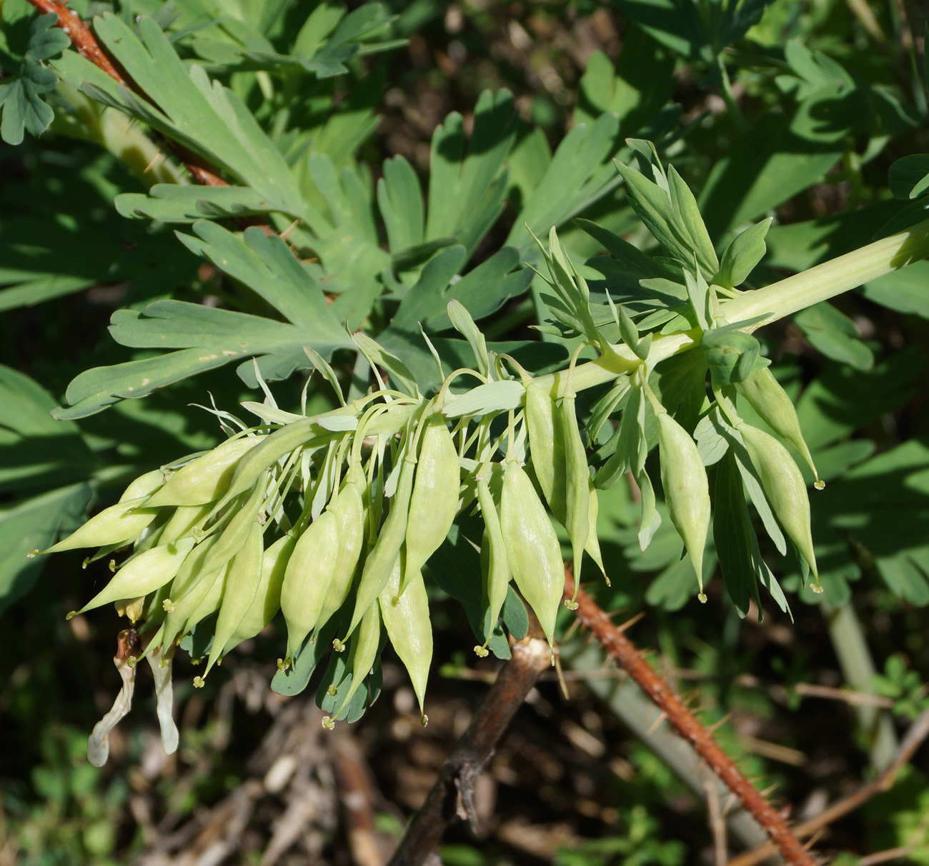 Image of Corydalis nobilis specimen.