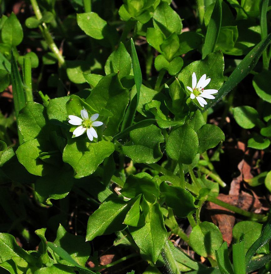 Изображение особи Stellaria neglecta.