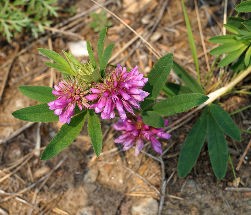 Image of Trifolium lupinaster specimen.