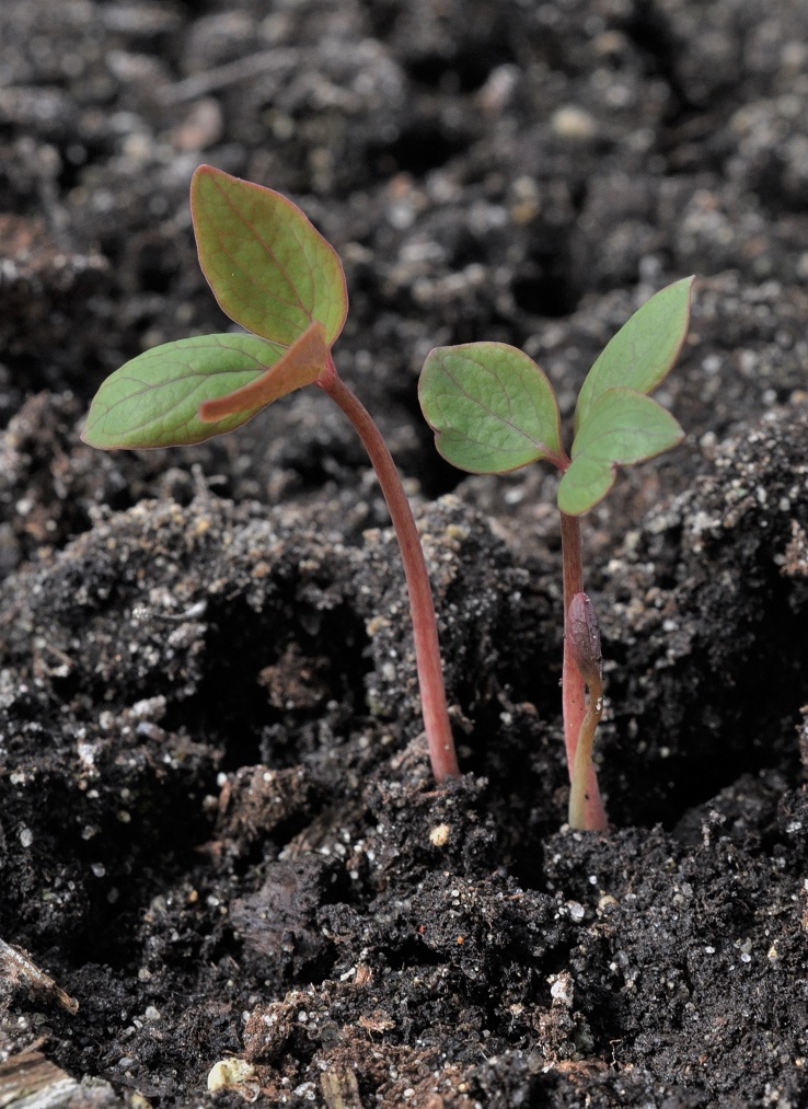 Image of Paeonia obovata specimen.