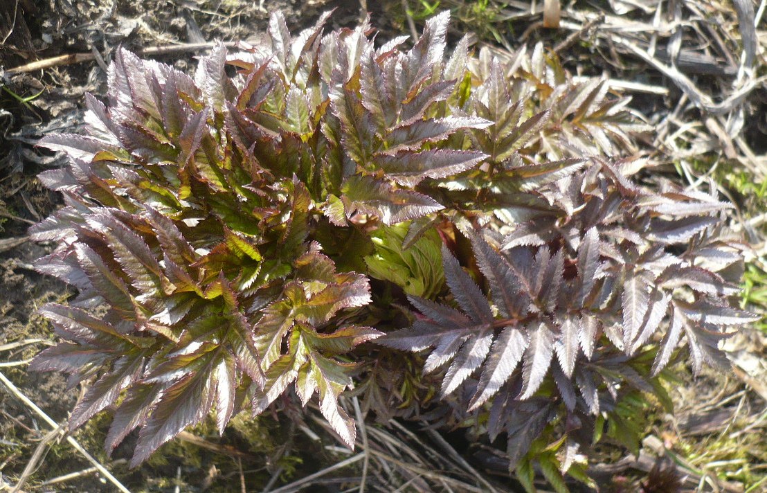 Image of Archangelica decurrens specimen.